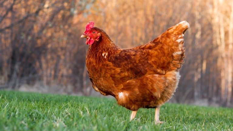 Státní veterinární správa – informace k ptačí chřipce