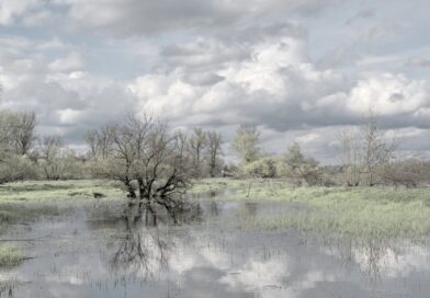 flow, flood, tree-8642898.jpg