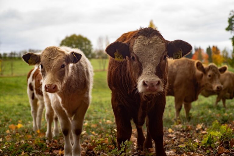 Nařízení Státní veterinární správy