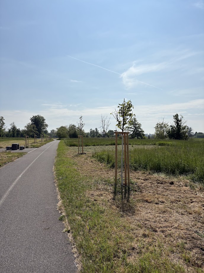 Výsadba dřevin v obci Lužec nad Vltavou – cyklostezka